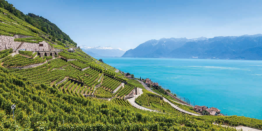 Lavaux Region Vineyard