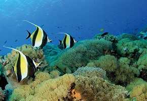 Great Barrier Reef